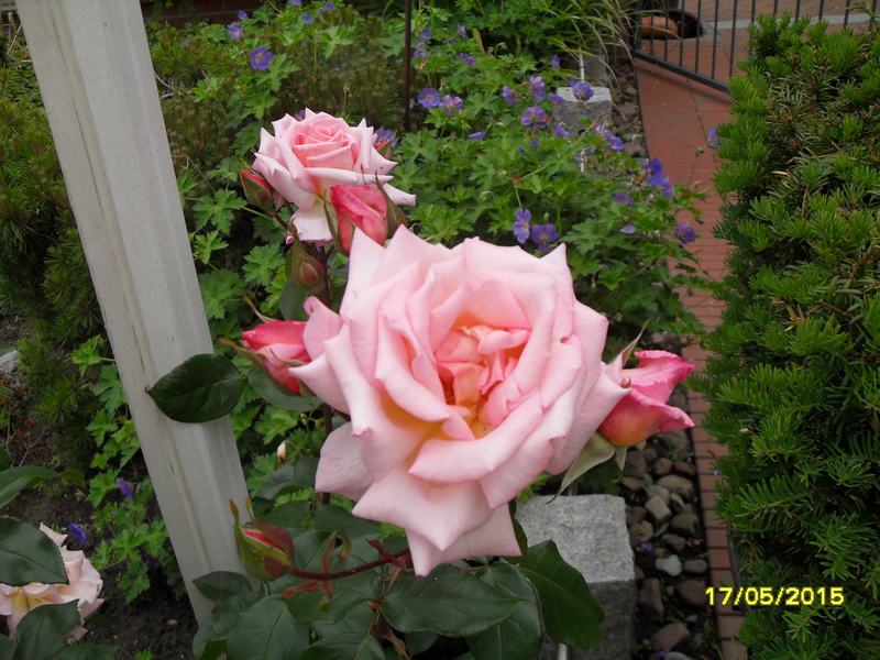 sdc10670.jpg